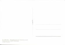 La TARJETA MODERNA florece acaulis Gentiana