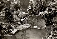 CPSM Vichy Grue Rouale huppee au bassin des Cygnes oiseau