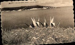 CPA Ile De Port Cros L'Ile en fleurs