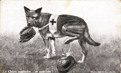 CPA Le Chien sanitaire et patriote Militaria Croix rouge