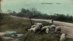 CPA In the Countryside Sheep