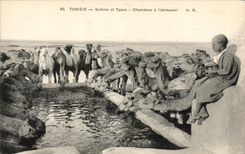 CPA Tunisia Scenes and Standard Camels with the feeding trough