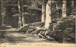 CPA Compiegne Un Coin de Foret (animee)
