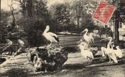 CPA Paris Botanical garden the Pelicans birds