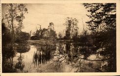 CPA Fontainebleau Le Foret La mare aux Fees