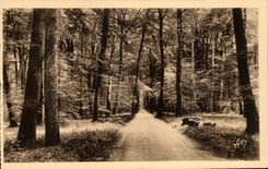 CPA Fontainebleau La Foret Ronde de Fontainebleau a Barbizon