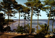 CPM Bassin d'Arcachon Le Bassin Vu a Travers Les Magnifiques Pins
