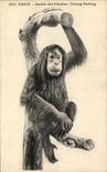 CPA Paris Botanical garden Orang Outang