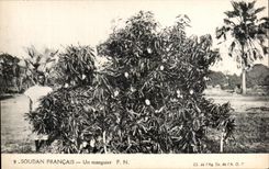 CPA French Sudan a mango tree