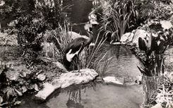 CPA Vichy a Corner of the Park of the Swans