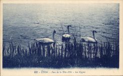 CPA Lyon Park of the Gold Head Swans