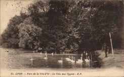 CPA Lyon Parc de la Tete d'or Le Coin aux Cygnes 