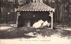 CPA Lyon Parc de la Tete d'or Les Pelicans Blancs 