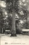 CPA Foret De Fontainebleau Le Jupiter Arbre 