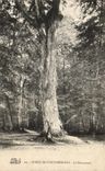 CPA Foret De Fontainebleau Le Pharamond 