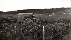 CPSM the Grape harvest Vines