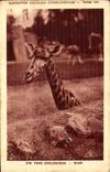 CPA Paris Zoological gardens Giraffe Fair international Paris 1937