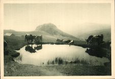 CPA High plateaus Of Vivarais Cows