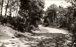 CPA Island D' Green Oleron Wood