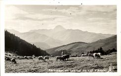 CPA Paturages au sommet du col d Aspin Moutons