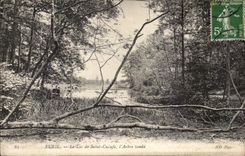 VINTAGE POSTCARD Rueil the Lake Sainte Cucufa L Tree falls