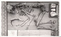 VINTAGE POSTCARD Brussels Royal Museum D natural history national Galleries