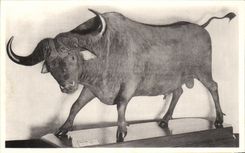 VINTAGE POSTCARD Brussels Royal Museum D natural history national Galleries Buffalo of the Cape