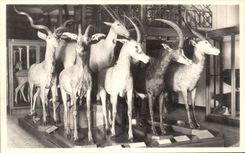 VINTAGE POSTCARD Brussels Royal Museum D natural history national Galleries Antelopes