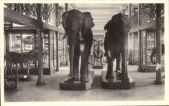 VINTAGE POSTCARD Brussels Royal Museum D natural history national Galleries Elephants Zebras Rhinoceros