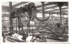 VINTAGE POSTCARD Brussels Royal Museum D natural history national Galleries Mammoth