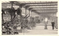 VINTAGE POSTCARD Brussels Royal Museum D natural history national Galleries Mammoths