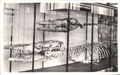 VINTAGE POSTCARD Brussels Royal Museum D natural history national Galleries Whales