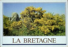 MODERN CARD Brittany