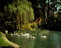CPSM Vittel Etang des cygnes