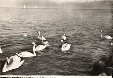 CPSM Cygnes et Vollie s sur le Lac Leman