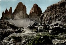 CPM Dolomiti Tre Cime dt Lavaredo Berger et moutons