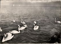 CPM Cygnes Et voiliers Sur Le Lac Leman Suisse