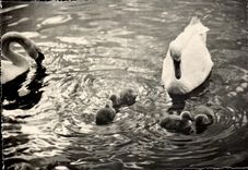 CPSM Cygnes Sur Le Leman 