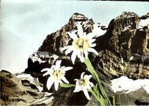 Flores de CPSM de las montanas Edelweiss