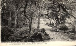 VINTAGE POSTCARD Path Through The Landslip Isle off Wight