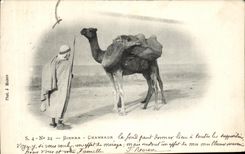 CPA Biskra Chameaux