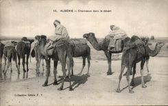 CPA Algerie Chameaux Dans Le Desert 