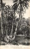 VINTAGE POSTCARD Nefta Groups Tunisia palm trees