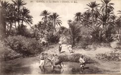 VINTAGE POSTCARD Gabes the Mill has Chemini Tunisia
