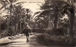 CPA Biskra Route dans l Oasis Chameau