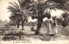 CPA Biskra Palmiers Dattiers 