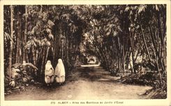VINTAGE POSTCARD Gone Algiers of the Bamboos to the Garden D Test