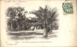 VINTAGE POSTCARD Tipaza Para of the antique of the Property Tremaux Algeria
