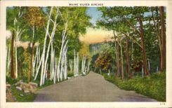 Abedules de plata de Maine de la POSTAL de la VENDIMIA