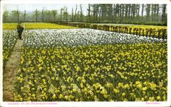 El uit de Groeten de la POSTAL de la VENDIMIA de los tulipanes de Bioemboilenvelden florece